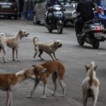 Masivo rescate de perros y gatos en Los Ángeles apunta a ser al mayor caso en EE.UU.