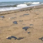 c20872f62efe4b6199d058b43ecae634