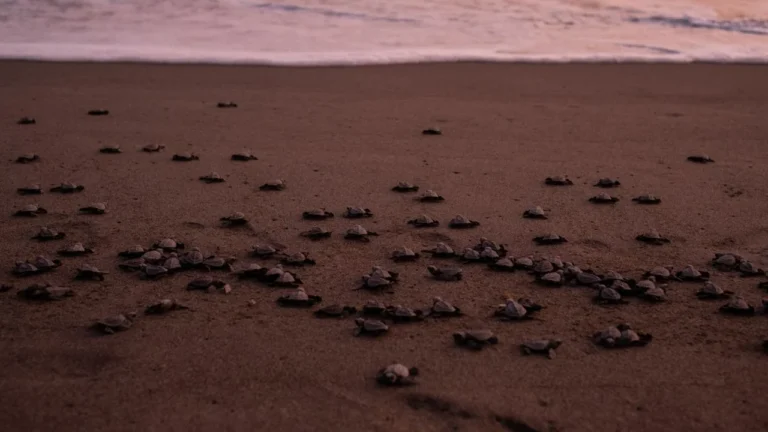 24a5784ff48042e6b39ae5df1cc349ff