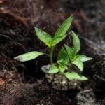 9aa6477a45f04a15bd91cafd57e7702b