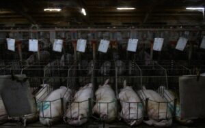 de111def084d4fb79a84ba391583441f