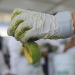 Jalisco logra la marca del guacamole más grande del mundo con uno de más de 12 toneladas